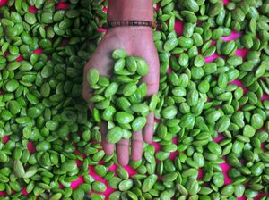 Benarkan Banyak Makan Petai Bikin Sakit Kepala? Yuk Simak Penjelasannya