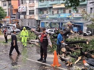 Sejumlah Pohon di Palembang Tumbang Akibat Hujan Deras, Sempat Tutupi Jalan