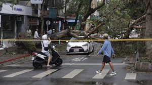Pepohonan di Taiwan Tumbang Dihantam Topan Kong-rey