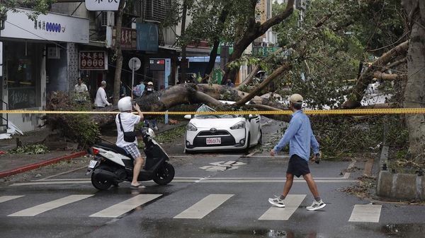 Pepohonan di Taiwan Tumbang Dihantam Topan Kong-rey