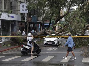 Pepohonan di Taiwan Tumbang Dihantam Topan Kong-rey