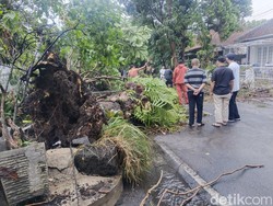 Pohon Tumbang Sempat Tutup Jalan Cilaki Bandung
