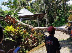 Angin Kencang, Pohon Tumbang Timpa Rumah-Tutup Jalan di Karangasem