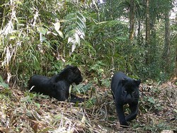 Sepasang Macan Kumbang Terekam Kamera di Taman Nasional Gunung Halimun Salak