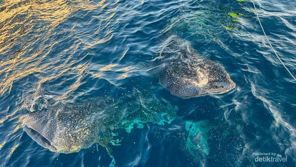 Sensasi Berenang dengan Hiu Putih di Teluk Saleh, NTB