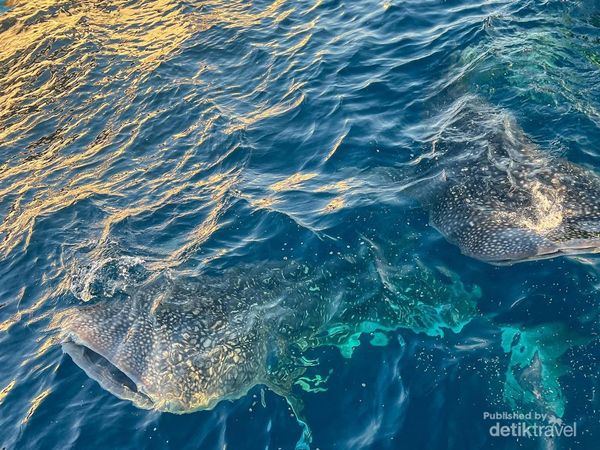 Sensasi Berenang dengan Hiu Putih di Teluk Saleh, NTB