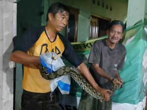 Dikira Gedebog Pisang Hanyut, Ular 3 Meter Ditangkap Warga di Klaten
