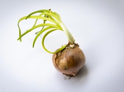 Bawang Bombay Sudah Tumbuh Tunas, Apakah Aman Dikonsumsi?