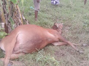 50 Sapi di Boalemo Gorontalo Mati Mendadak, Diduga Keracunan 50 Sapi di Boalemo Gorontalo Mati Mendadak, Diduga Keracunan