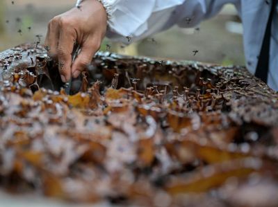 Melihat Panen Madu Lebah Kelulut di Desa Tanjung Leban