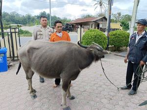 2 Pencuri Kerbau di Taput Ditangkap, 2 Pelaku Lain Berhasil Lolos 2 Pencuri Kerbau di Taput Ditangkap, 2 Pelaku Lain Berhasil Lolos