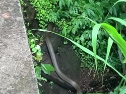 Heboh Ular Diduga King Cobra Muncul Saat Warga Mancing di Gianyar