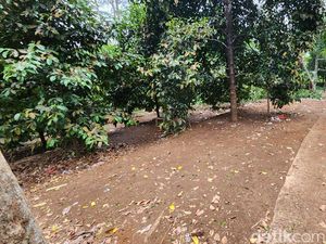 Menelusuri Lokasi Sadbor Joget Ayam Patuk di Kampung Babakan Baru