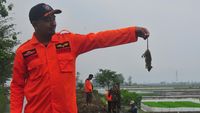 Lihat TNI-Polri Bantu Petani Basmi Tikus di Persawahan