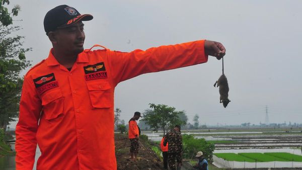 Lihat TNI-Polri Bantu Petani Basmi Tikus di Persawahan