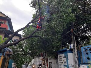 Pohon Tumbang Timpa Kabel Listrik di Jaksel, Damkar Evakuasi Pohon Tumbang Timpa Kabel Listrik di Jaksel, Damkar Evakuasi