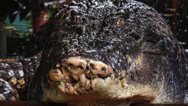 Potret Cassius Buaya Terbesar di Dunia
