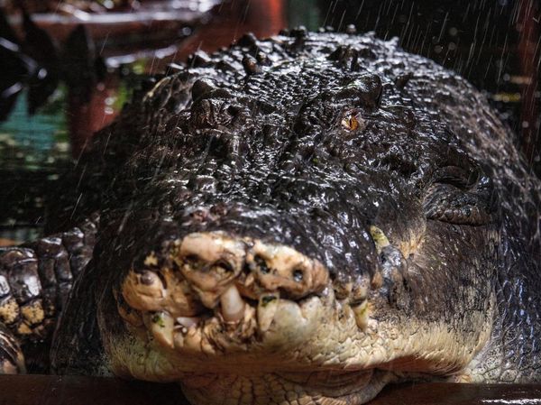 Potret Cassius Buaya Terbesar di Dunia