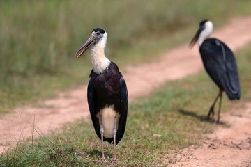 Pesona Burung Vietnam: Tur Wisata yang Meledak hingga 2026!