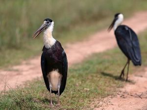 Tur Wisata Mengamati Burung di Vietnam Laris Manis, Reservasi Full Sampai 2026