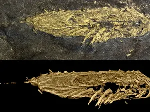 Langka! Ditemukan Fosil Berlapis Emas Berumur 450 Juta Tahun