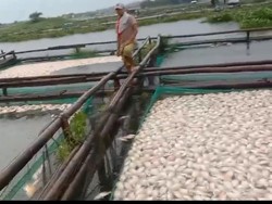 Belasan Ton Ikan di Waduk Ceklik Boyolali Mati, Diduga Dampak Upwelling