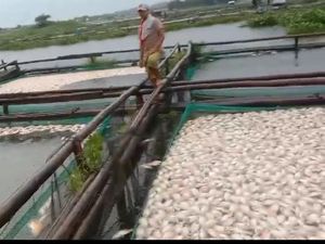 Belasan Ton Ikan di Waduk Ceklik Boyolali Mati, Diduga Dampak Upwelling Belasan Ton Ikan di Waduk Ceklik Boyolali Mati, Diduga Dampak Upwelling