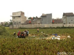 Melihat Panen Padi di Rancasari Bandung Melihat Panen Padi di Rancasari Bandung