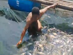 Belasan Ton Ikan Mati Keracunan di Keramba Jaring Apung Waduk Saguling