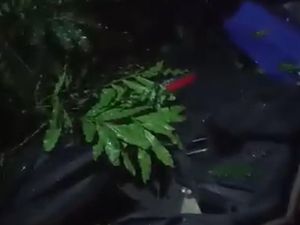 Pohon Tumbang di Kampus ITB, 3 Kendaraan Rusak-2 Orang Luka Pohon Tumbang di Kampus ITB, 3 Kendaraan Rusak-2 Orang Luka