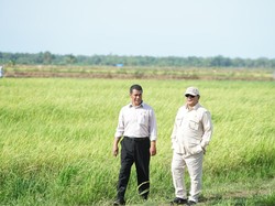 Prabowo Turun ke Sawah di Merauke, Tinjau Program Swasembada Pangan