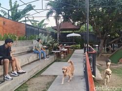 Serunya Nongkrong Bareng Anabul di Kafe Ramah Hewan di Denpasar