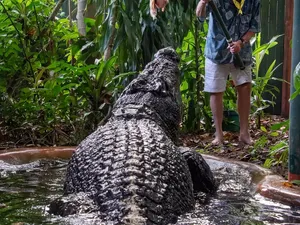 Cassius Si Buaya Terbesar di Dunia Mati, Usianya Lebih dari 100 Tahun Cassius Si Buaya Terbesar di Dunia Mati, Usianya Lebih dari 100 Tahun