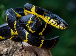 8 Aroma yang Dibenci Ular untuk Mengusirnya Jauh-jauh dari Rumah