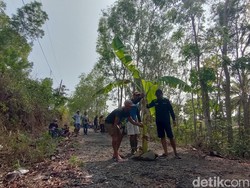Rusak Belasan Tahun, Jalan Gayam Pengasih Kulon Progo Ditanami Pohon Pisang