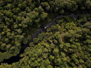 Restorasi Ekosistem Riau Catat Progres Signifikan dalam 10 Tahun Terakhir Restorasi Ekosistem Riau Catat Progres Signifikan dalam 10 Tahun Terakhir