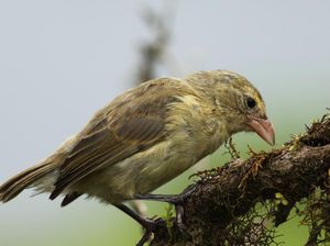 4 Burung Paling Cerdas di Dunia: Fakta Menarik yang Harus Diketahui 4 Burung Paling Cerdas di Dunia: Fakta Menarik yang Harus Diketahui