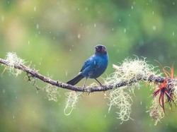 Burung Pergi ke Mana Saat Turun Hujan? Ini 5 Hal yang Dilakukannya