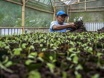 Kotoran Sapi Disulap Jadi Biogas dan Pupuk Organik