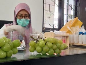 Pemkot Pasuruan Pastikan Anggur Muscat di Wilayahnya Aman Dikonsumsi Pemkot Pasuruan Pastikan Anggur Muscat di Wilayahnya Aman Dikonsumsi