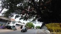 Penampakan Pohon Boneka Misterius di Cirebon