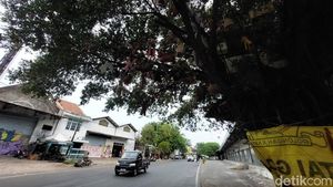 Penampakan Pohon Boneka Misterius di Cirebon