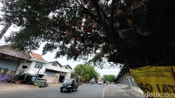 Penampakan Pohon Boneka Misterius di Cirebon