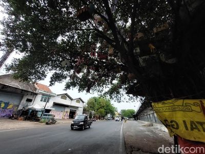 Penampakan Pohon Boneka Misterius di Cirebon