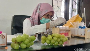 350 Sampel Anggur Muscat Sudah Diperiksa, Begini Hasilnya