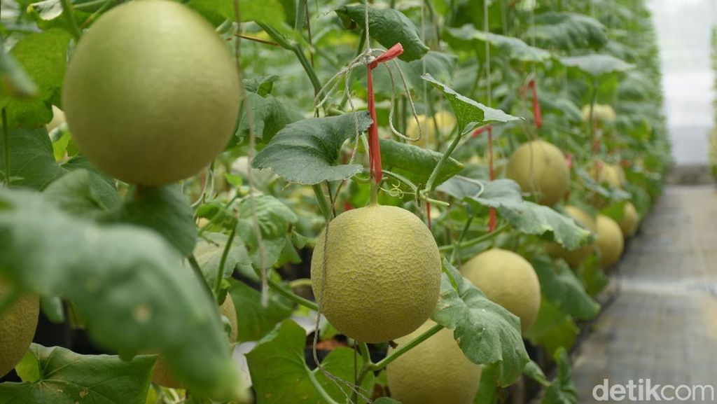 Intip Budi Daya Melon Hidroponik di Bogor Intip Budi Daya Melon Hidroponik di Bogor