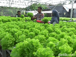 Selada-Pakcoy Bawa Hoki, Polisi Lumajang Raup Cuan Belasan Juta Rupiah