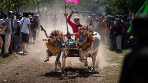 Serunya Pacuan Kerbau Tradisional di Jembrana Bali