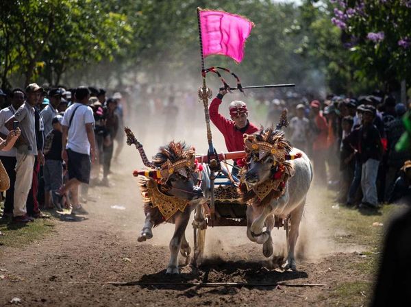 Serunya Pacuan Kerbau Tradisional di Jembrana Bali