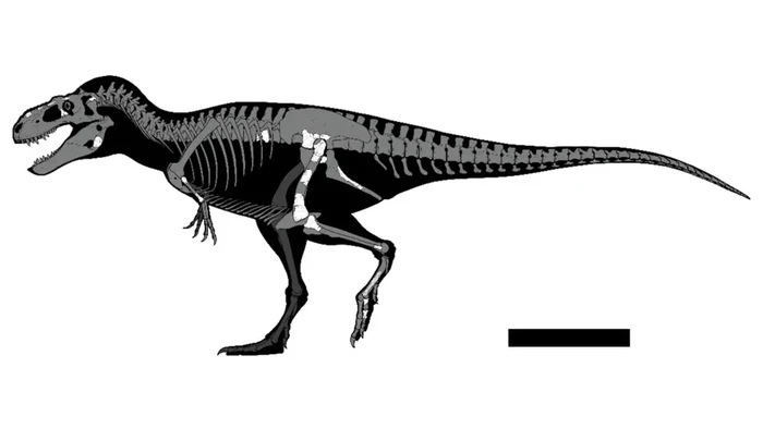 Spesies t-rex gres didapatkan di laci museum Meksiko. Spesies t-rex gres didapatkan di laci museum Meksiko.